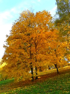 Autumn gold yellow leaves gold photo