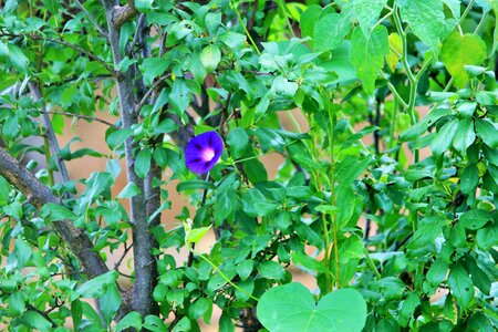Purple morning glory foliage