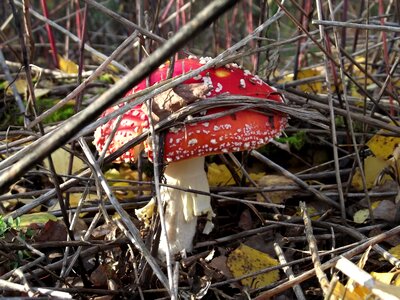 Mushroom nature green