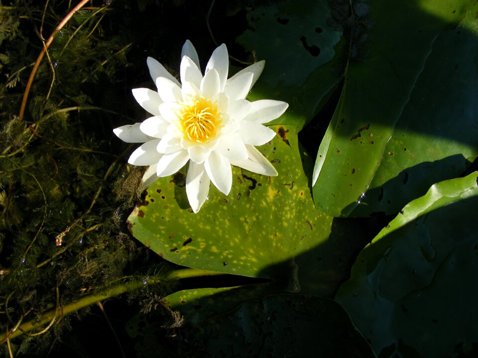 Danube water flower