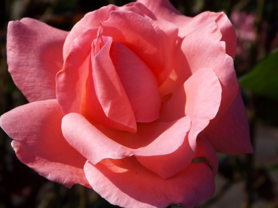 Button plant color pink