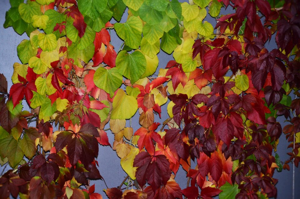 Green autumn fall leaves