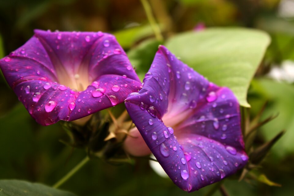 Flowers raindrop flowers in the rain