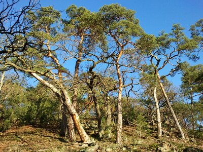 Trees palatinate forest nature