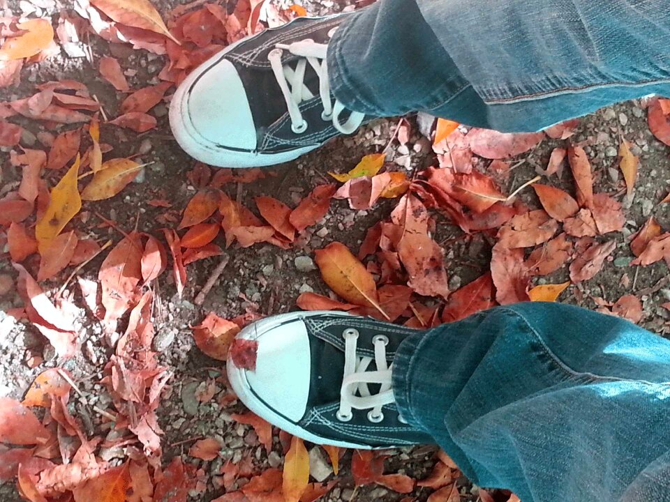 Nature fall leaf