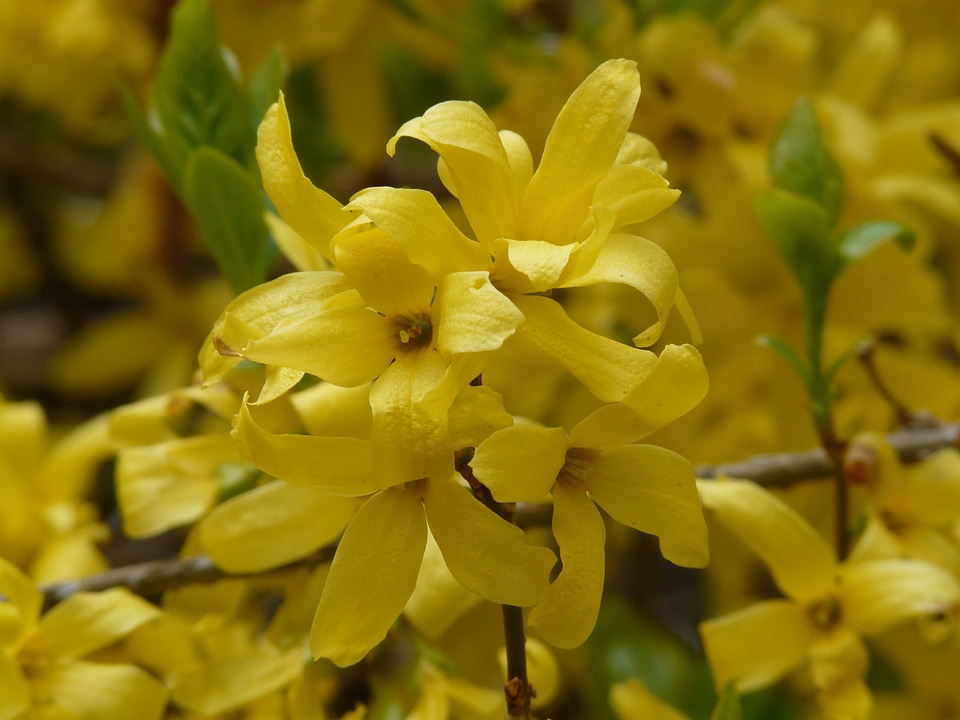 Ornamental shrub blossom bloom