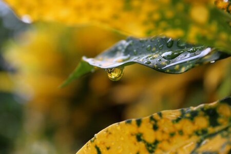 Drop rain drops green