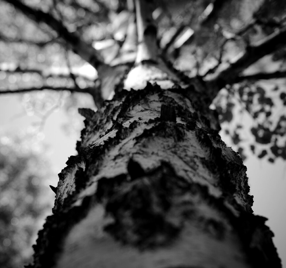 Bw birch bark branch