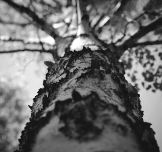 Bw birch bark branch photo