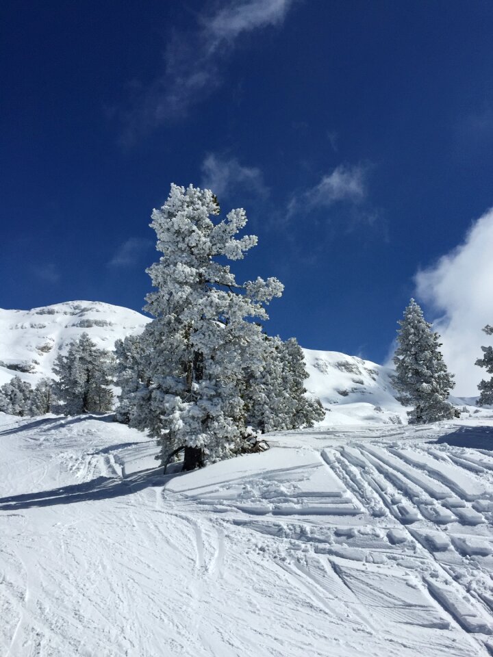 Winter nature snowy