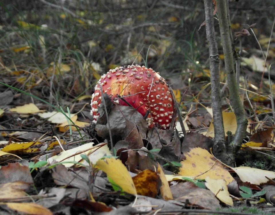 Mushroom nature green