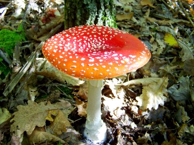 Fly-agaric red mushroom nature