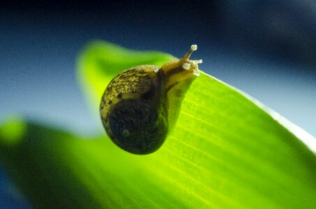 Snails green natural