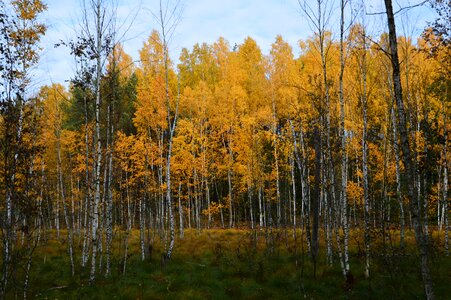 Birch nature forest