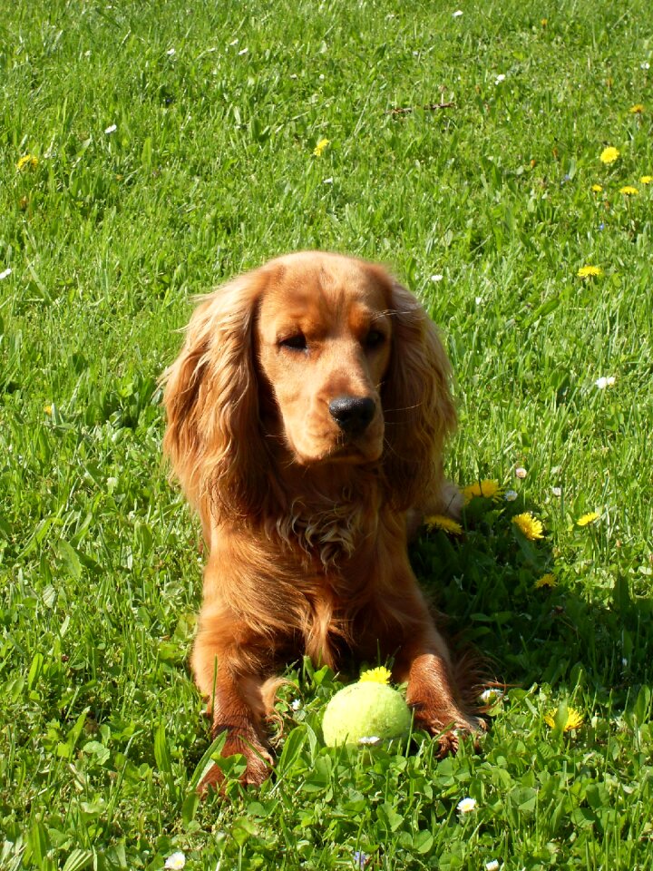 Cocker spaniel ball outdoors