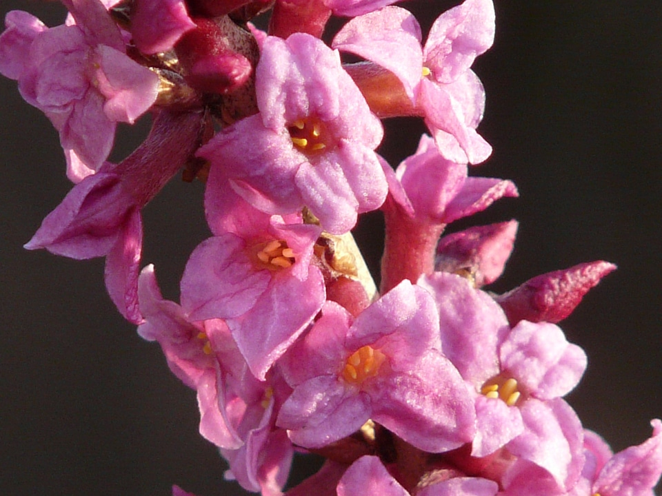 Blossom bloom bloom