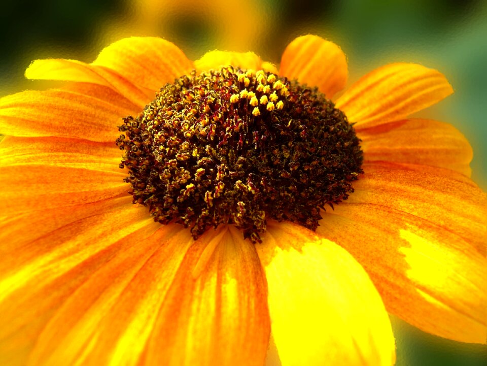 Flower yellow blossom