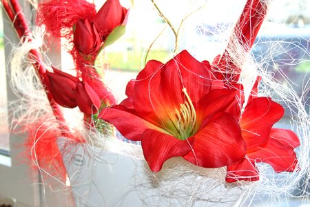 Blossom bloom amaryllis plant