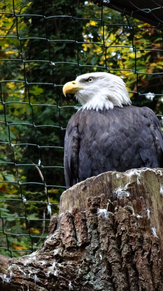 Silent nature cage