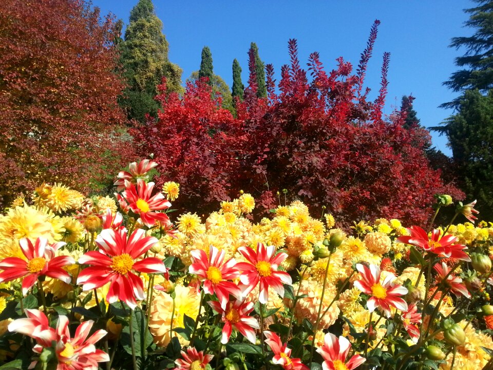 Autumn mainau autumn colours