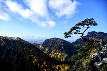 Poland tree top photo