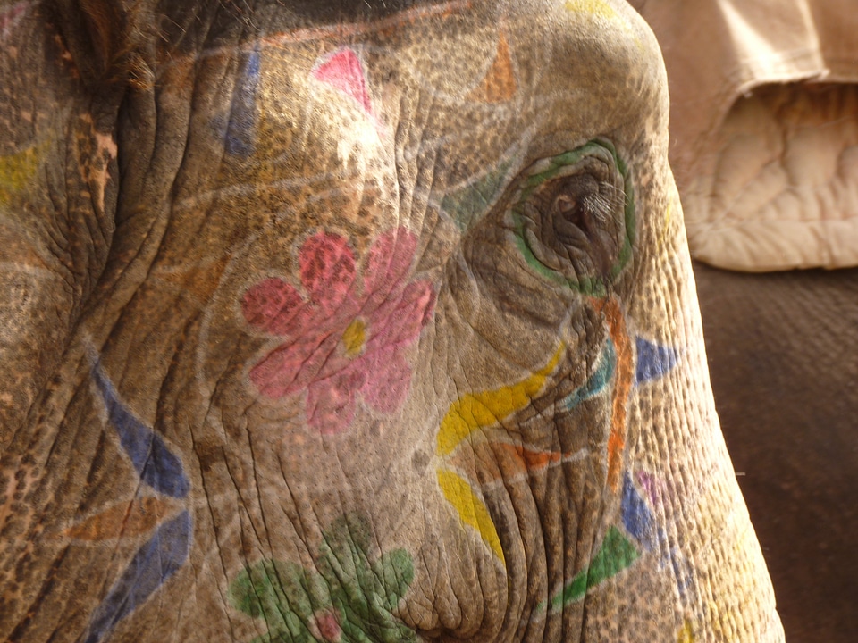 Painted head india