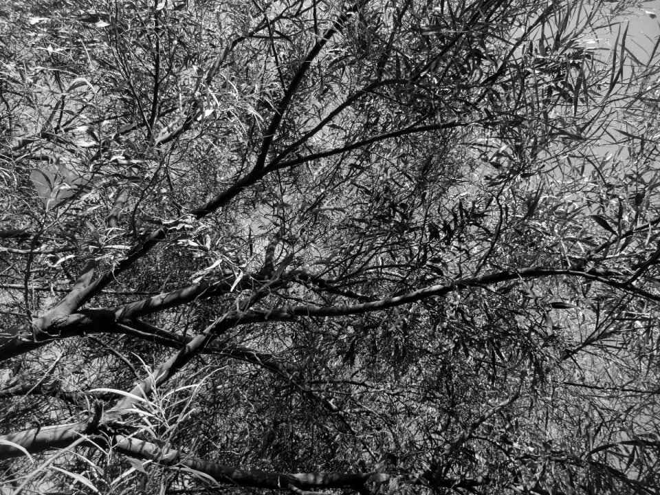 Trees picture photography
