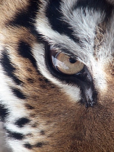 Panthera tigris altaica amurtiger ussuritiger photo
