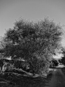Trees picture photography