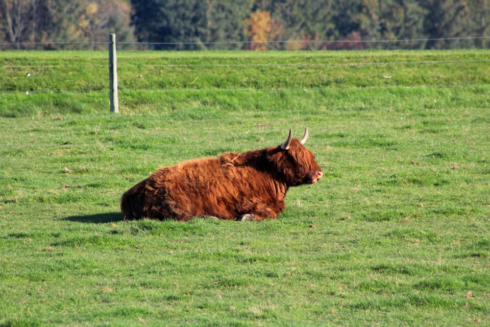 Nature livestock landscape photo