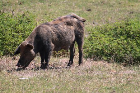 Pig home pasture swine