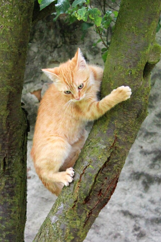 Hairy pet red