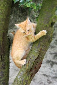 Hairy pet red