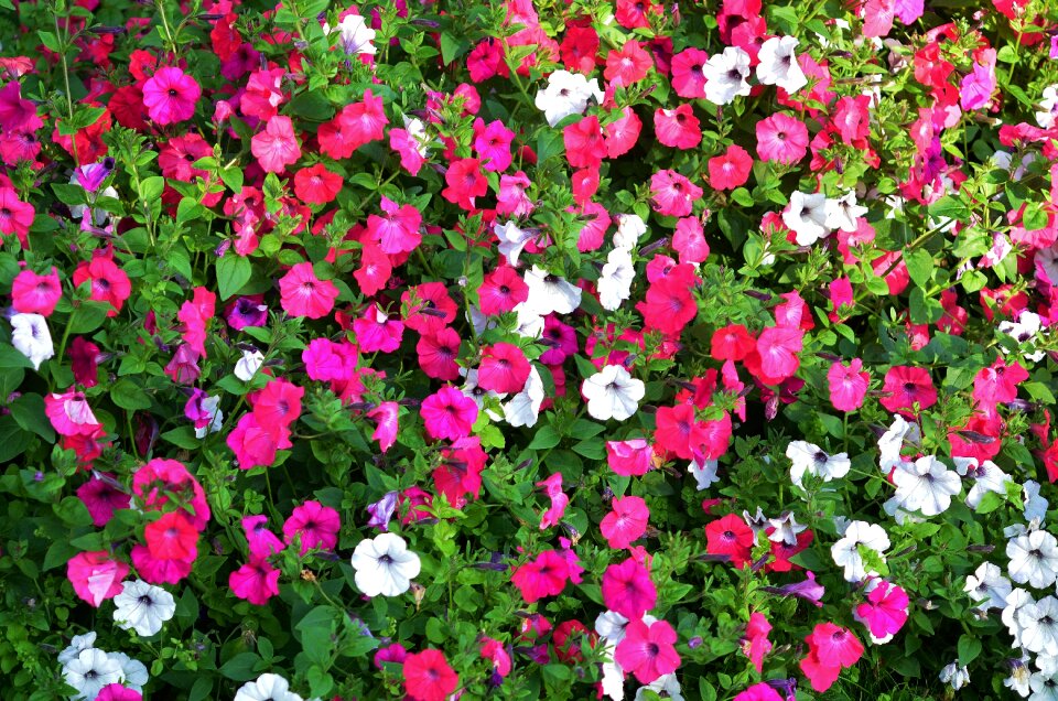 Natural flower background green