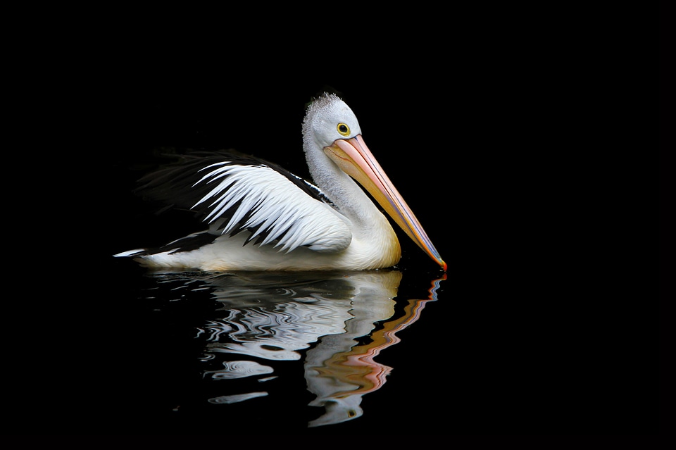 Pelecanus conspicillatus australian pelican nature