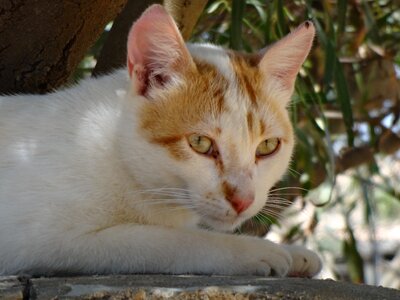 Cat face cat lying feline photo