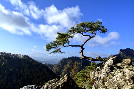 Poland tree top photo