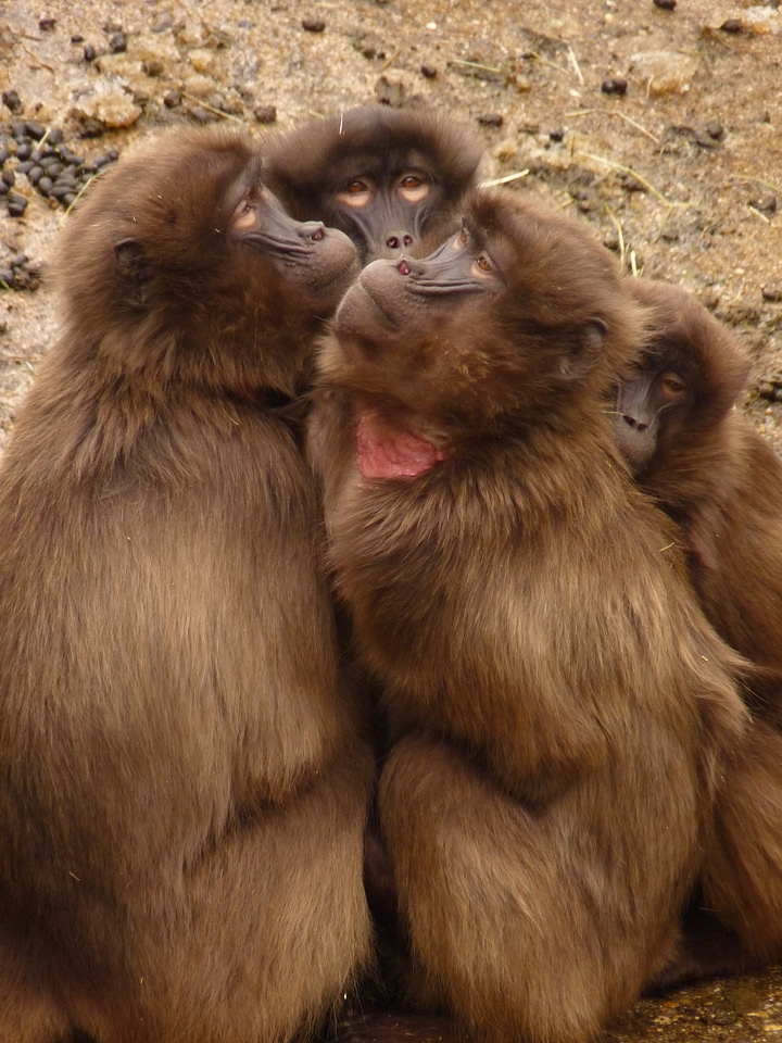 Monkey animal creature