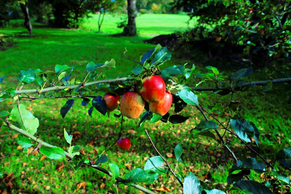 Tree fruit nature