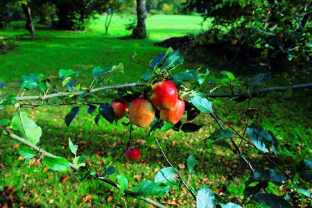 Tree fruit nature
