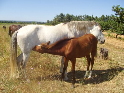 Animals horse broodmare photo