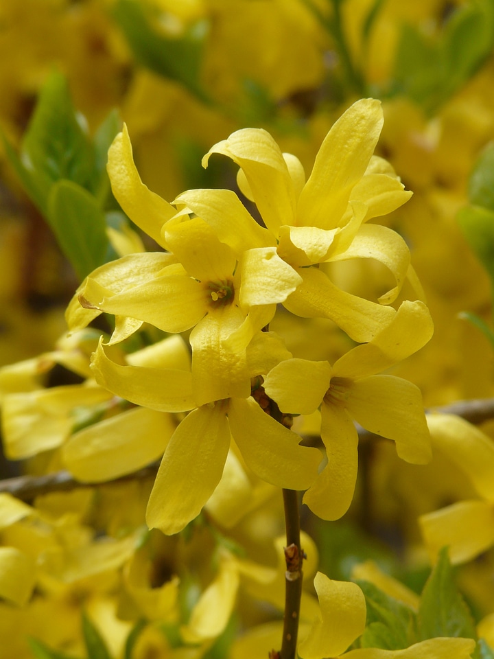 Ornamental shrub blossom bloom photo