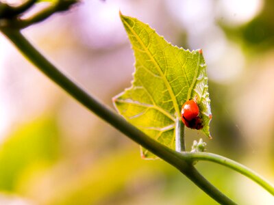 Bug green