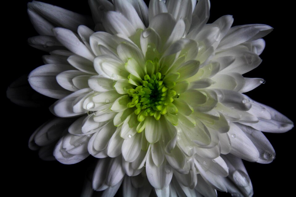 Floral nature water