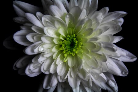 Floral nature water