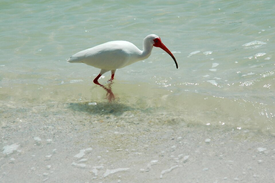 Nature wildlife ocean