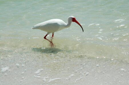 Nature wildlife ocean