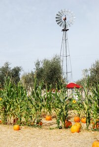 Wind corn stalk stalk