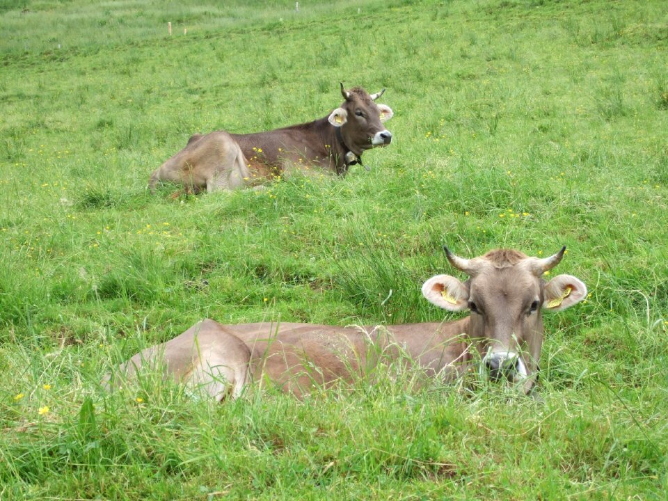 Allgäu alp