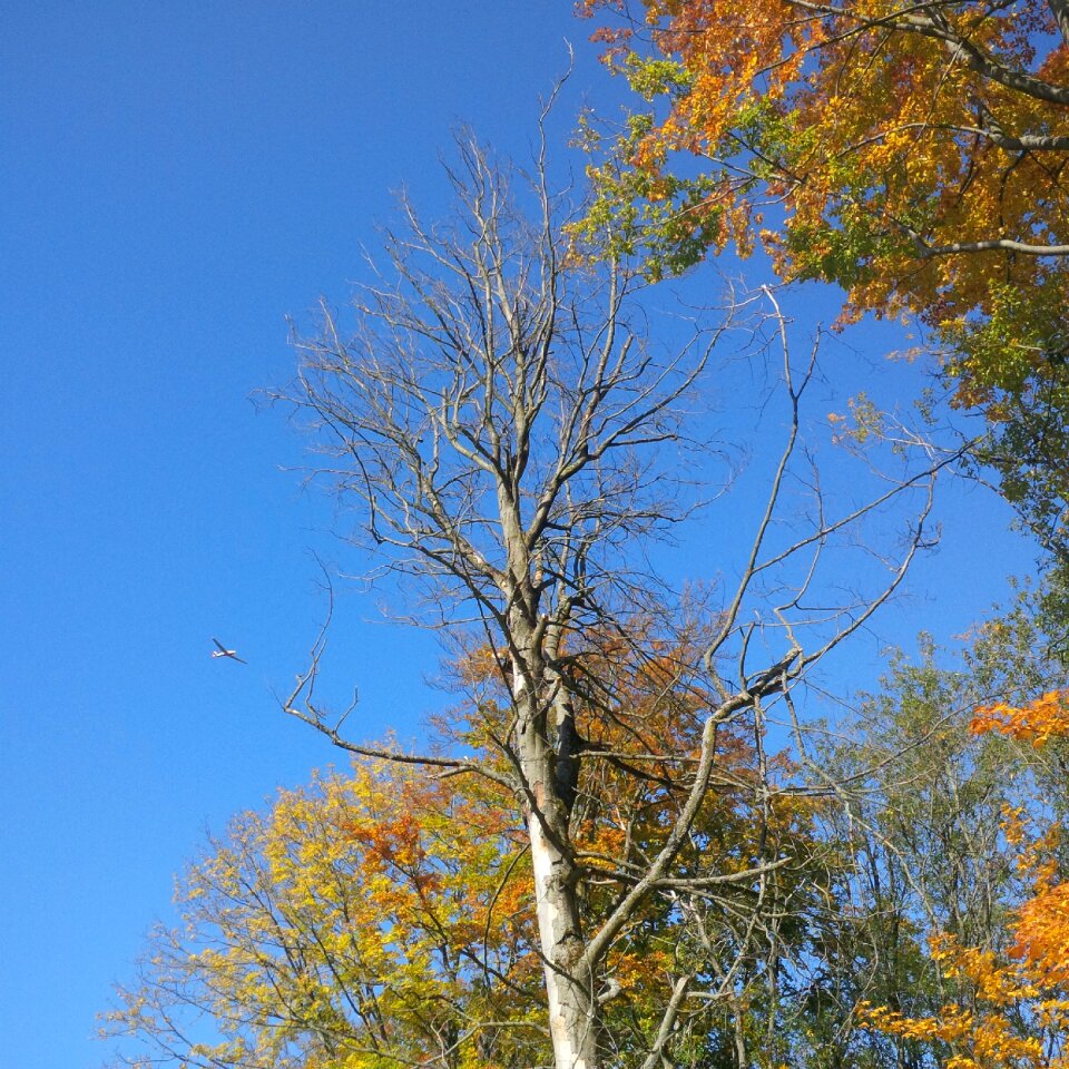 Mood tree in the fall leaves